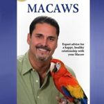 multicolored macaws