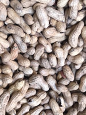 A close up of a pile of Peanuts Raw in Shell 1 lb.