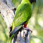 A green and black Nanday Conure perched on a tree branch.