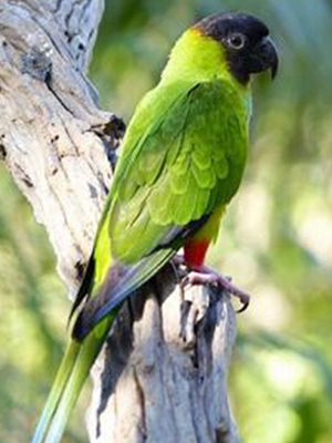 A green and black Nanday Conure perched on a tree branch.