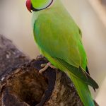 An Indian Ringnecks Green sitting on top of a tree stump.