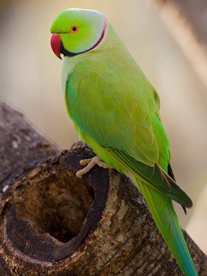 An Indian Ringnecks Green sitting on top of a tree stump.