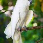 triton cockatoo