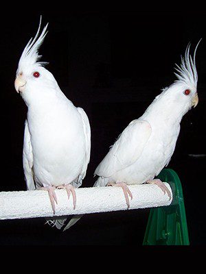 albino cockatiels