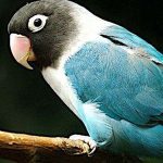 blue masked lovebird