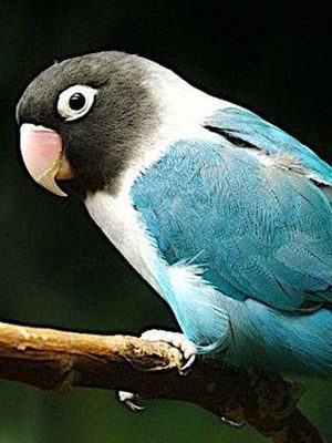 blue masked lovebird
