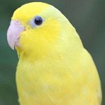 A Parrotlet Blue/Yellow/White Parrotlet is sitting on a hand.
