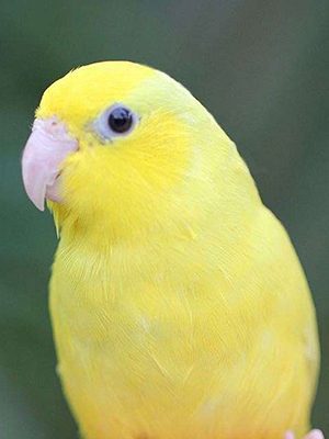 A Parrotlet Blue/Yellow/White Parrotlet is sitting on a hand.