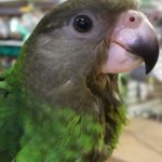 brown headed parrot looking at the camera