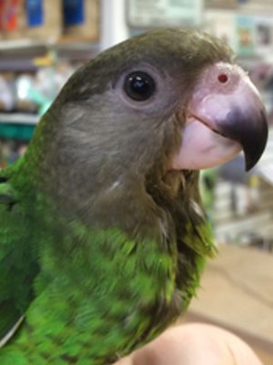 brown headed parrot looking at the camera