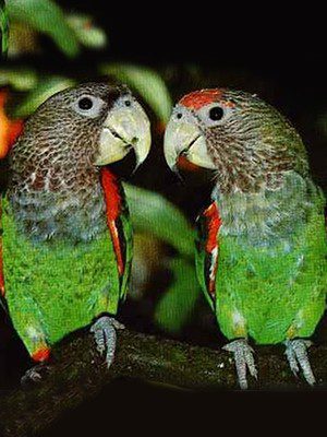 cape parrots