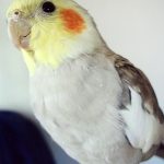 A Cinnamon Cockatiel sitting on a person's hand.