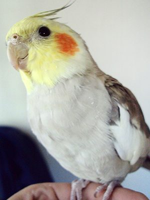 A Cinnamon Cockatiel sitting on a person's hand.