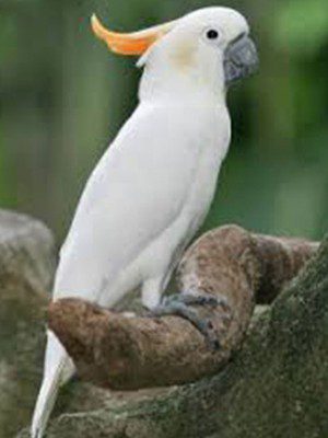 criston crested cockatoo