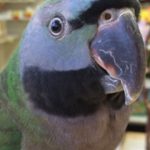 A green and blue Derbyan Parakeet sitting in a store.