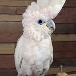 A Ducorp's Cockatoo sitting on a wooden branch.