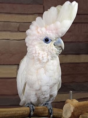 A Ducorp's Cockatoo sitting on a wooden branch.