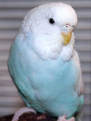 An English Budgie sitting on top of a piece of wood.