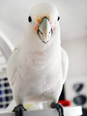 A Goffins Cockatoo sitting on top of a cage.