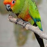 A Gold Capped Conure sitting on a branch.
