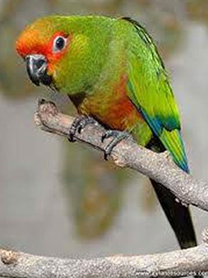 A Gold Capped Conure sitting on a branch.
