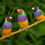 Three Gouldian Red/Blk female sitting on a branch.