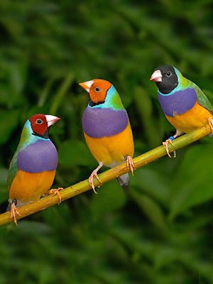 Three Gouldian Red/Blk female sitting on a branch.