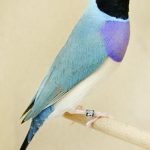 A Gouldian Blue pr. bird sitting on a stick.