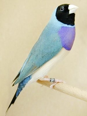 A Gouldian Blue pr. bird sitting on a stick.