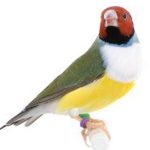 A Gouldian White breasted pr. sitting on a perch on a white background.