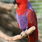 A colorful Grand Eclectus sitting on a branch.