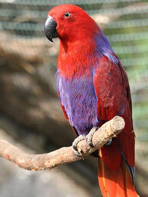 A colorful Grand Eclectus sitting on a branch.