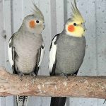 grey and yellow birds