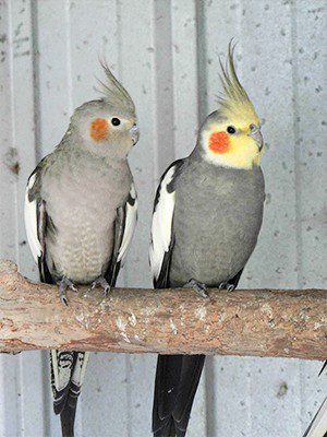 grey and yellow birds