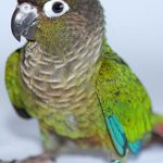 A Green Cheek Conure sitting on a white surface.