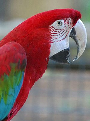 A Green Winged Macaw perched on a branch.