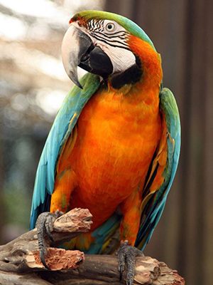 A Harlequin Macaw perched on a branch.