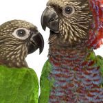 Two Hawk-Headed Parrots standing next to each other on a white background.