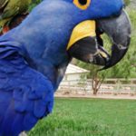 A Hyacinth Macaw is sitting on a person's shoulder.