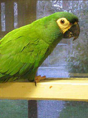 illigers macaw