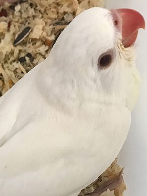 white bird with black eyes