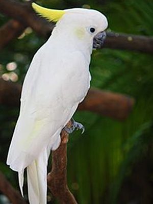 A Lesser Sulphur Crested Cockatoo is sitting on a branch.