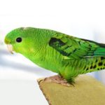 A Lineolated Parakeet sitting on top of a piece of wood.
