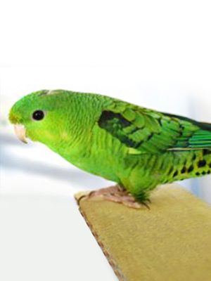 A Lineolated Parakeet sitting on top of a piece of wood.