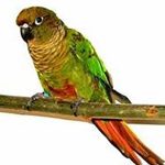 A green and orange Maroon Belly Conure sitting on a branch.