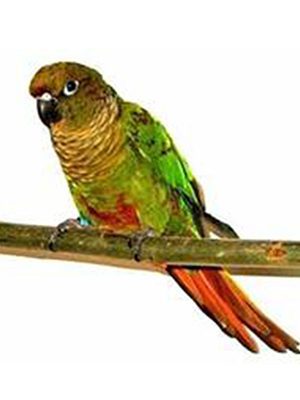 A green and orange Maroon Belly Conure sitting on a branch.