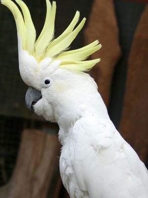 A Medium Sulphur Crested Cockatoo with yellow feathers on its head.