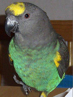 grey-headed Meyers parrot