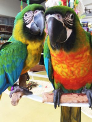 Two Miligold Macaws perched on a branch.