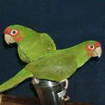 Two Mitred Conures perched on a branch.